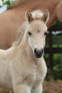 Pepijn (UdithxTempo) 2 Mei