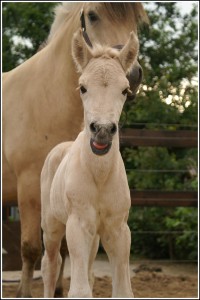 Hugo (Cirany x Cikaro)