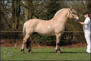 Dingo op de Hengstenkeuring 2011 Nederland