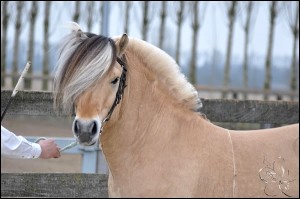 Dingo op de Hengstenkeuring 2011 België