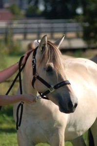 Feline ( Udith x Ansgar Skellerod )