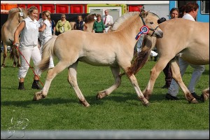 Gandhi 2010 reserve veulenkampioen te Rolde