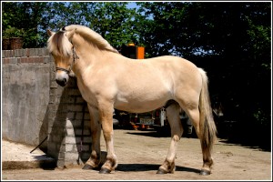 Ghandi (Udith x Rudsmo Rassar