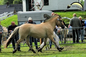 Jarle