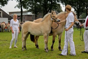 Hilmar ( Cikaro x Udith v. Elite Manus m. Elite Hanneke )