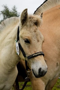 Hugo ( Cikaro x Cirany v. Elite Manus m. Udith )